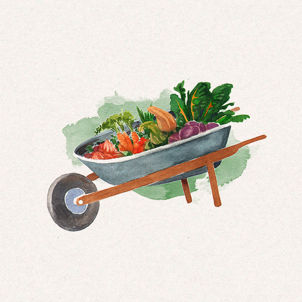Amy's wheelbarrow filled with vegetables