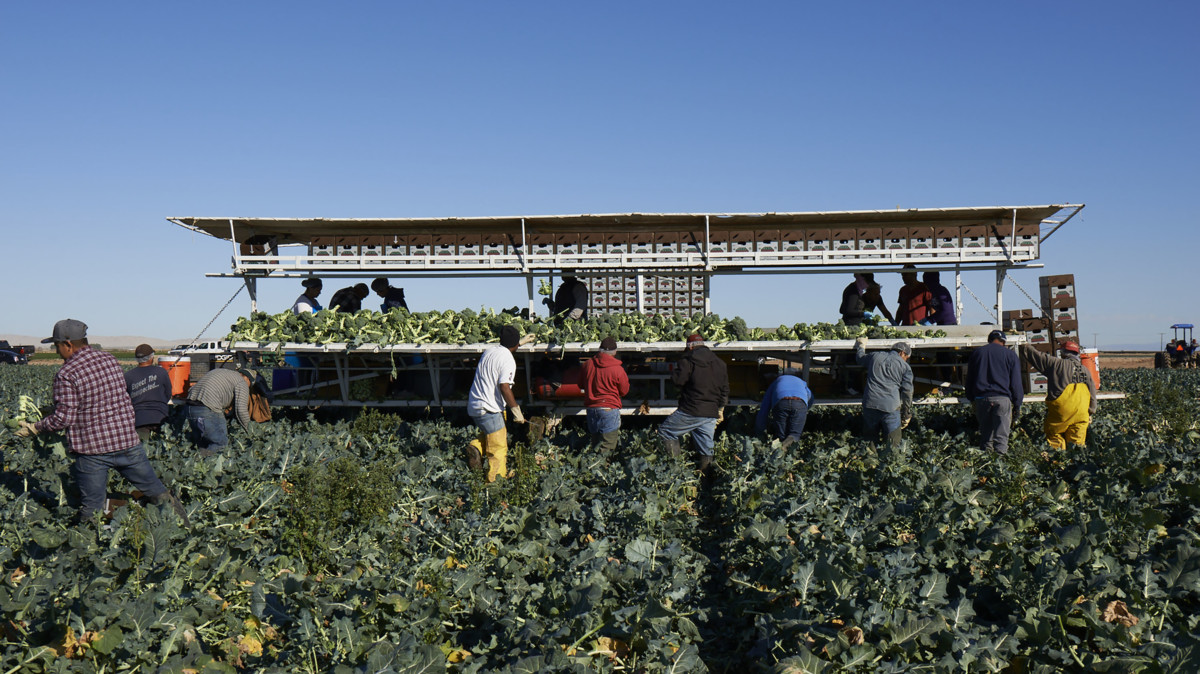 Amy's farmers in a field