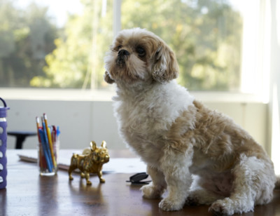 Hey, Buddy! Why We Love Dogs at Work