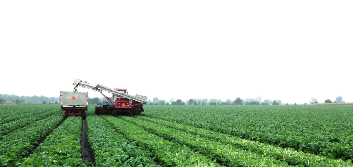 Amy's tractor in farm