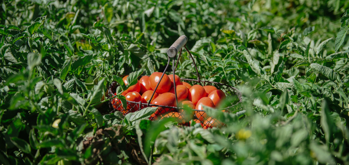 Amy's tomatoes field