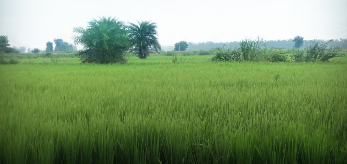 Amy's rice growing in India