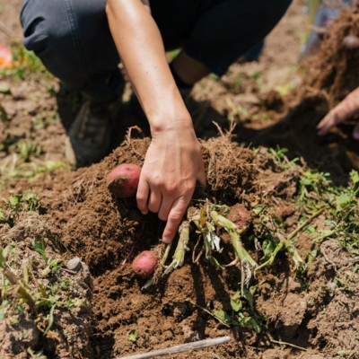 Potatoes as a Climate Solution
