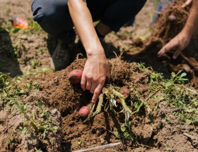 Potatoes as a Climate Solution