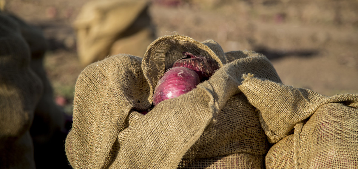 Amy's sack of onions