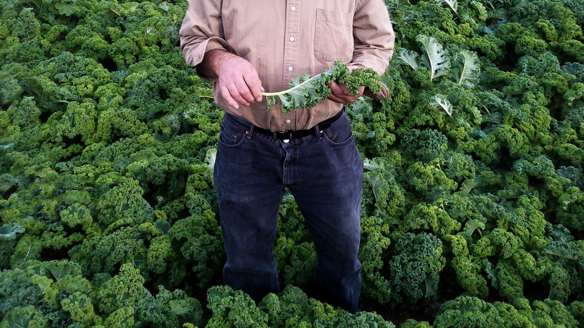 Amy's man in kale field