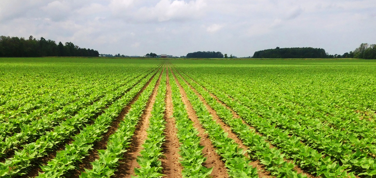 A field of seedlings