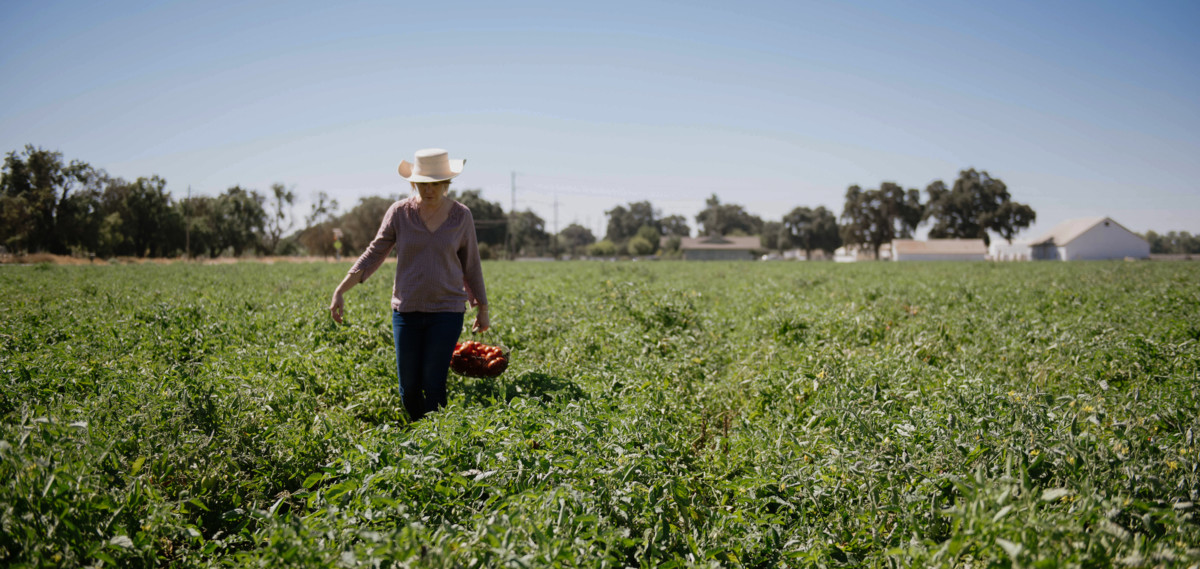 Woman harvesting tomatoes